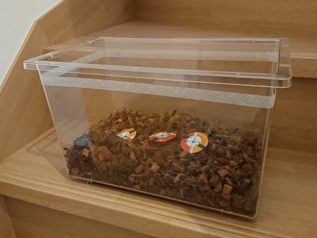 カブトムシ飼育中のダニ対策やのぼり木の代用品など困りごとまとめ 雑記帳のようなもの